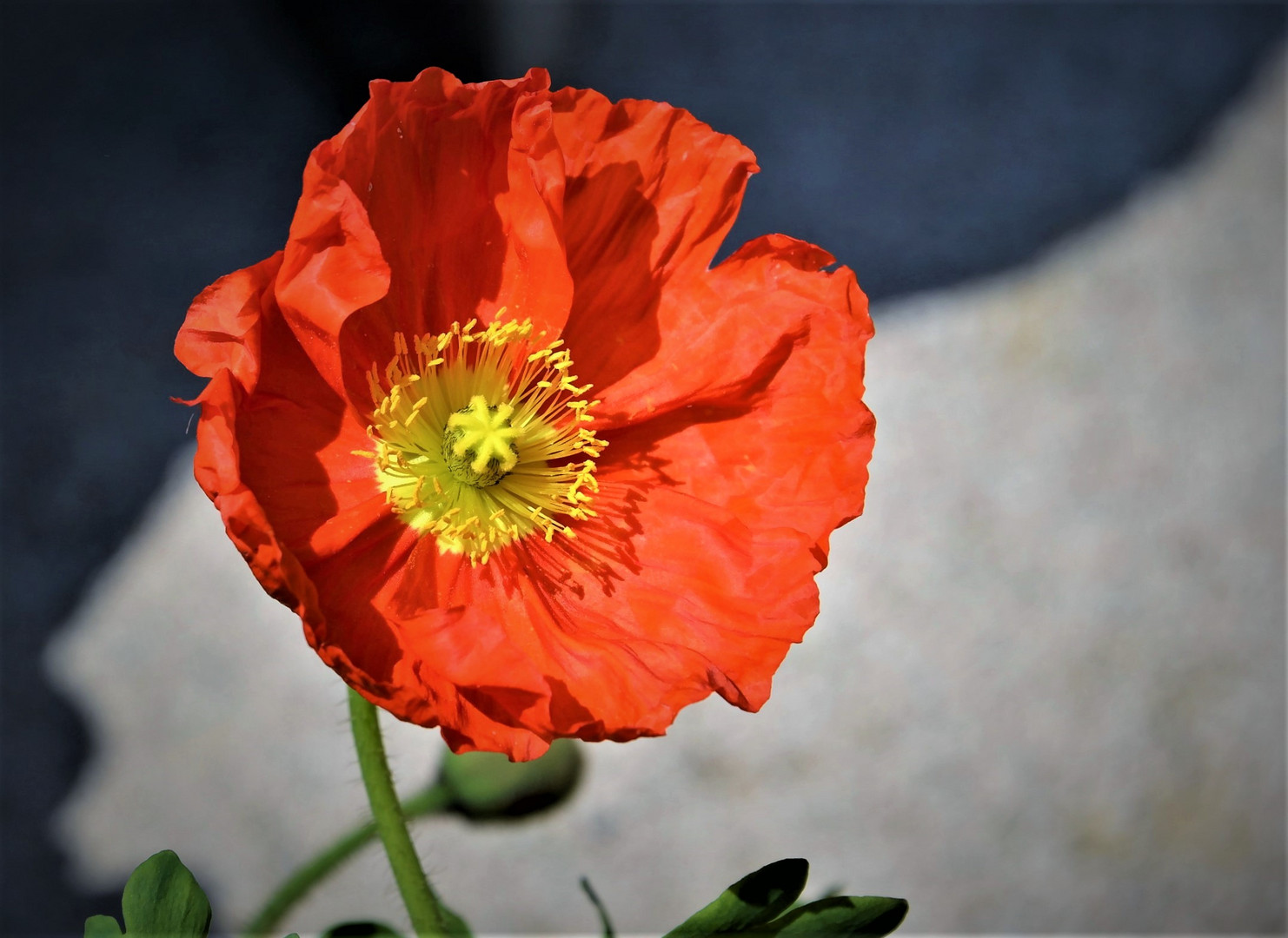 der  Mohn  am  Mo(h)ntag