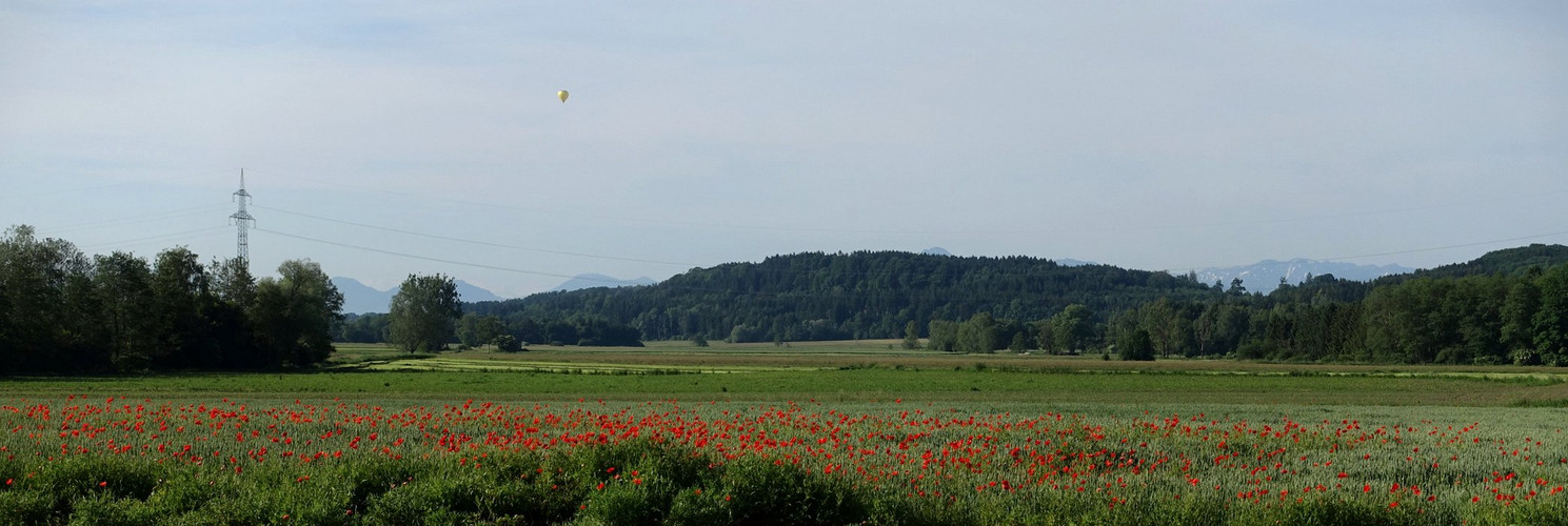 Der Mohn am Mohntag, der Mohnteppich, die Alpen