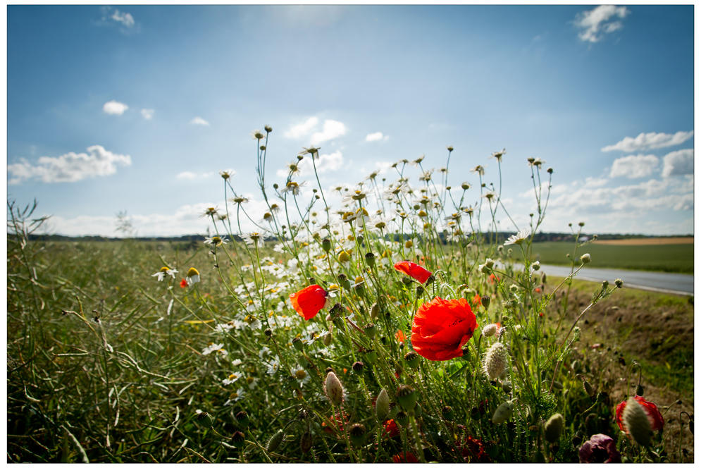 Der Mohn am Straßenrand