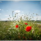 Der Mohn am Straßenrand