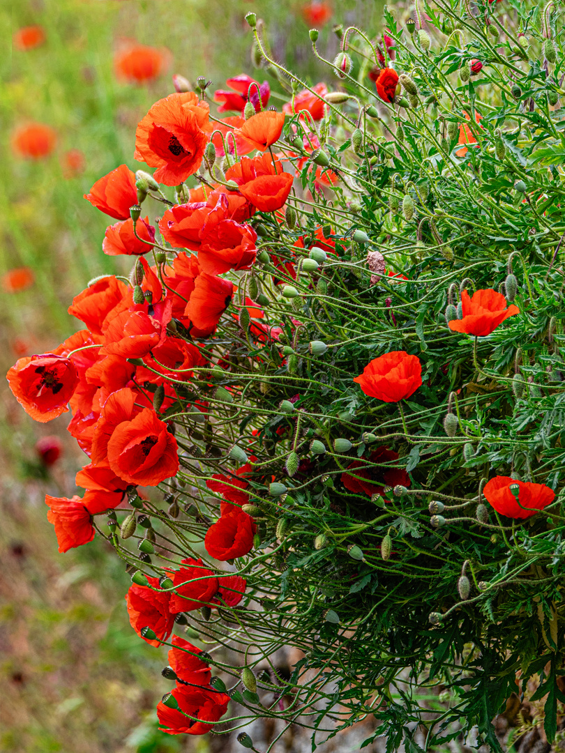 Der Mohn an der Mauer.