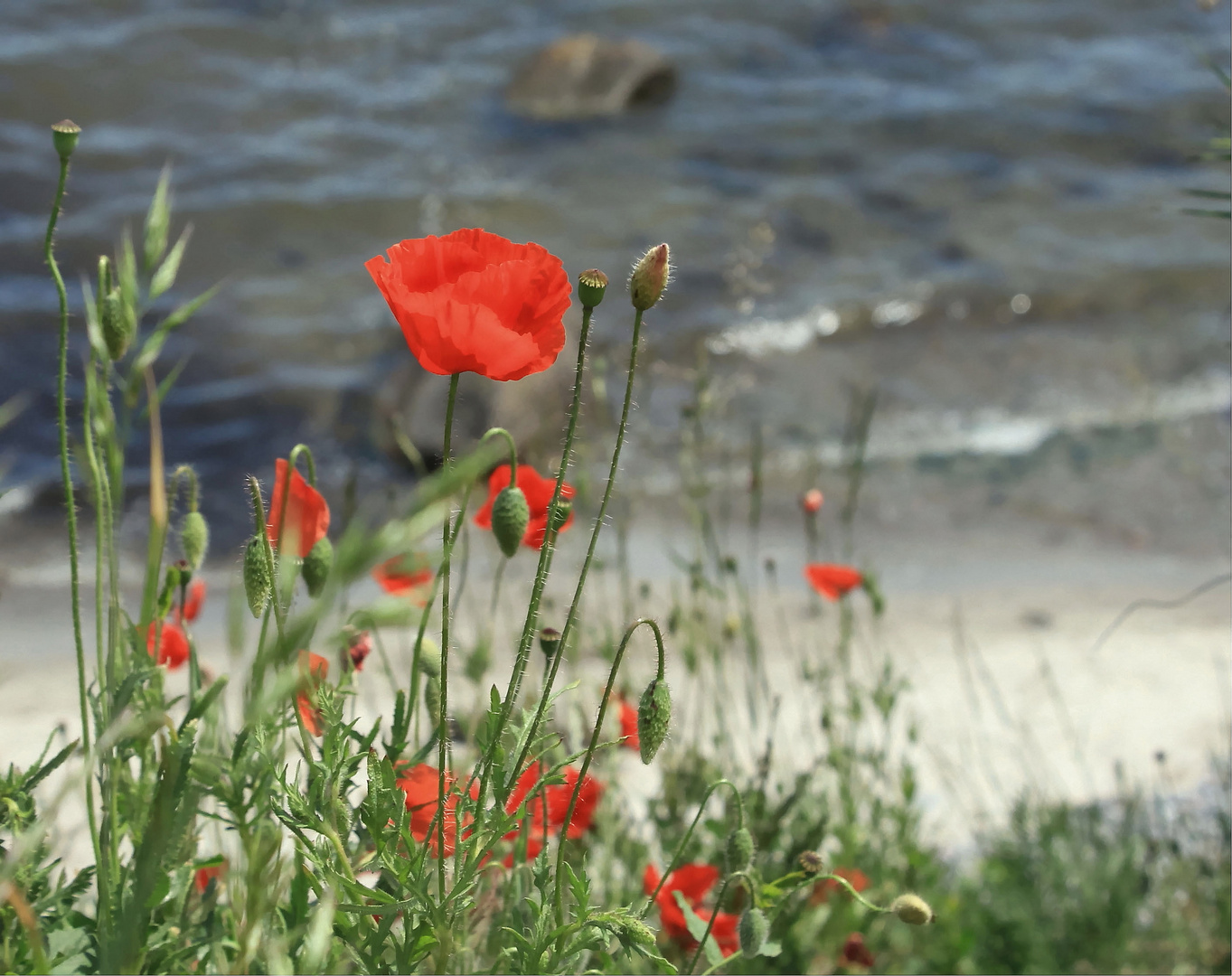 Der Mohn auf der Steilküste