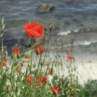 Der Mohn auf der Steilküste