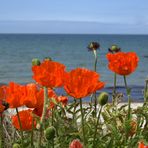 Der Mohn auf Hiddensee wächst am Strand