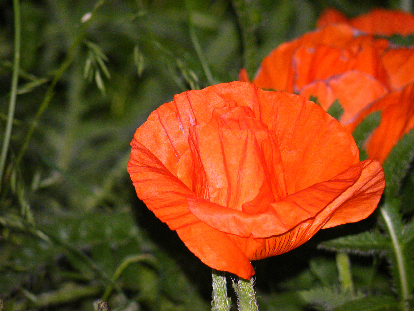 Der Mohn