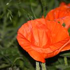 Der Mohn