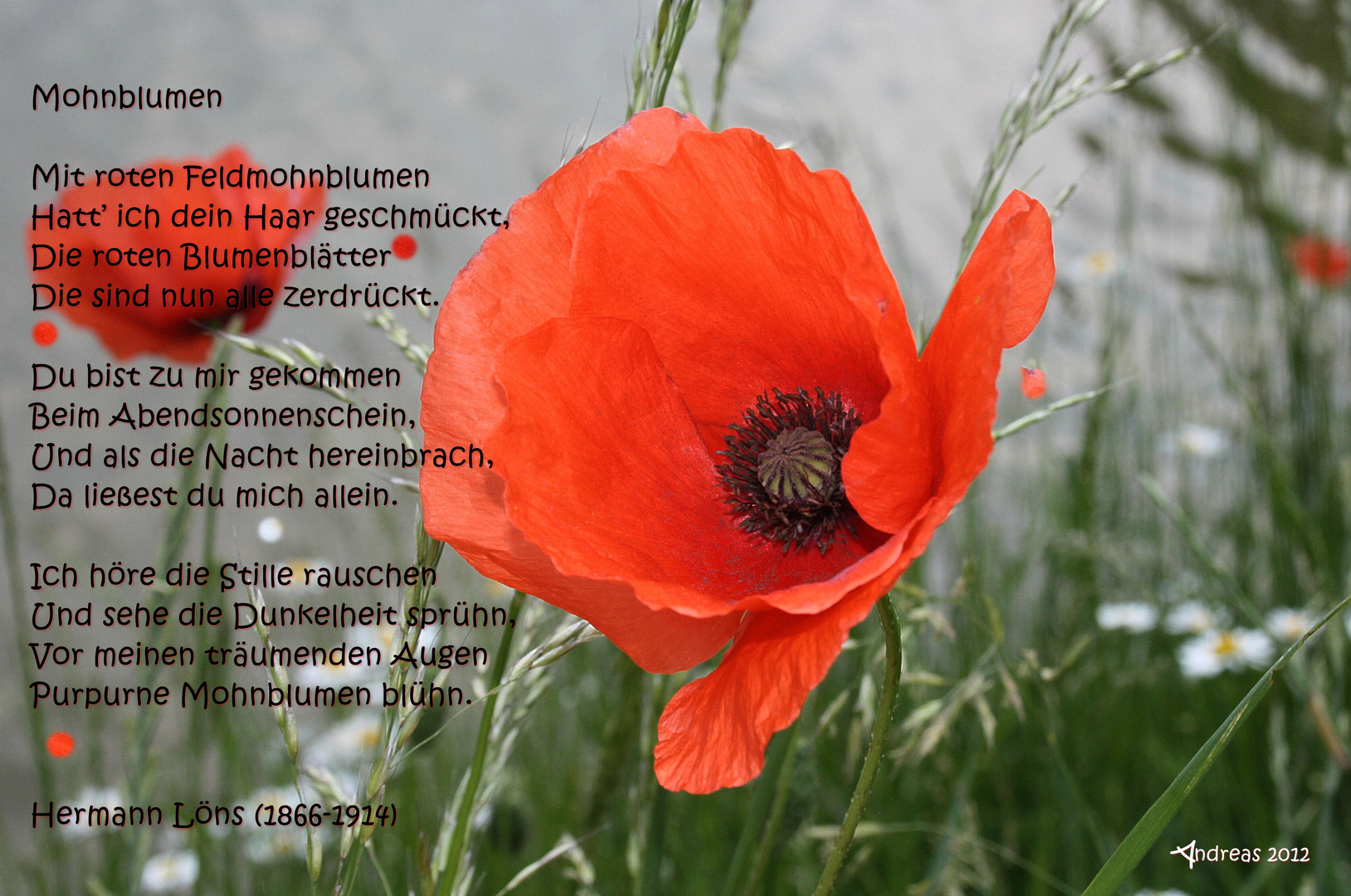 Mohn gedicht
