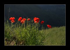 ...der mohn..