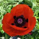  der Mohn  