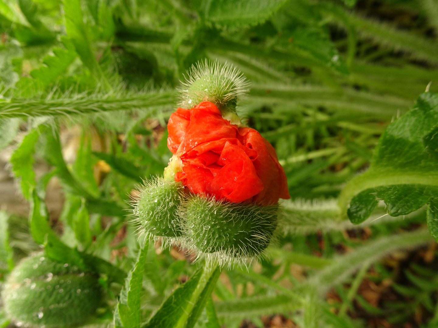 Der Mohn 