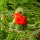 Der Mohn 