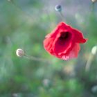 Der Mohn