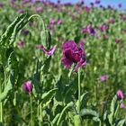 Der Mohn beginnt jetzt gerade zu blühen