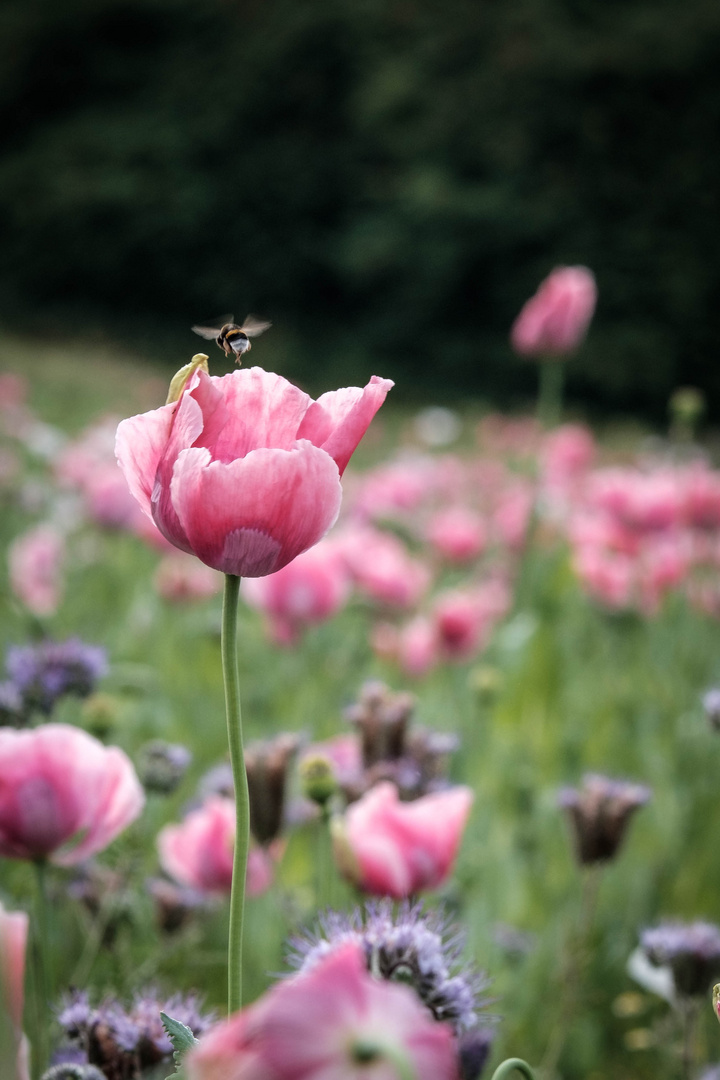 Der Mohn bekommt "Besuch"