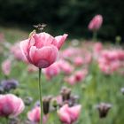 Der Mohn bekommt "Besuch"