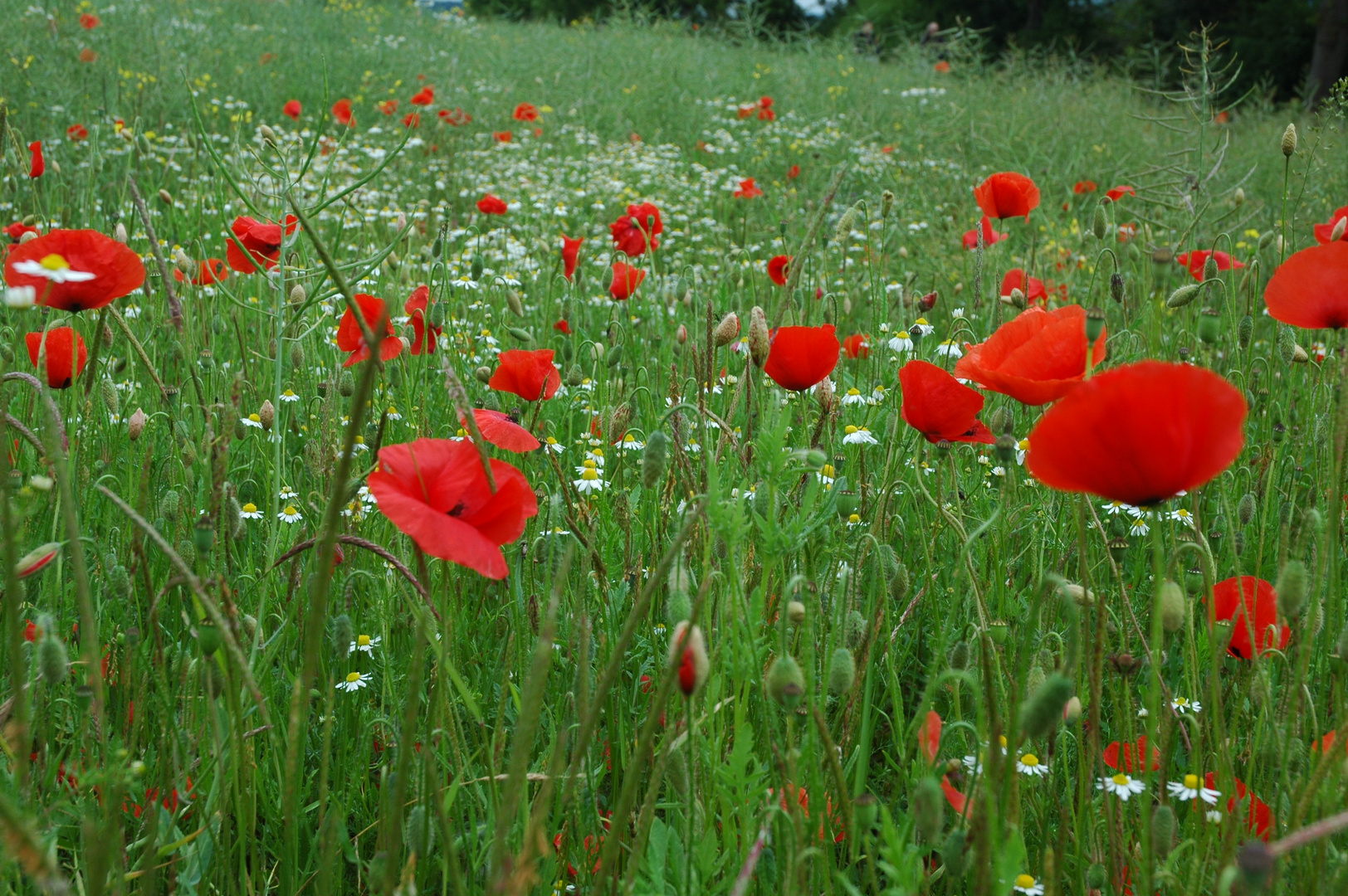 Der Mohn bittet zum Tanz...