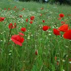 Der Mohn bittet zum Tanz...