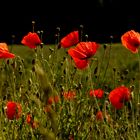 Der Mohn blüht 1