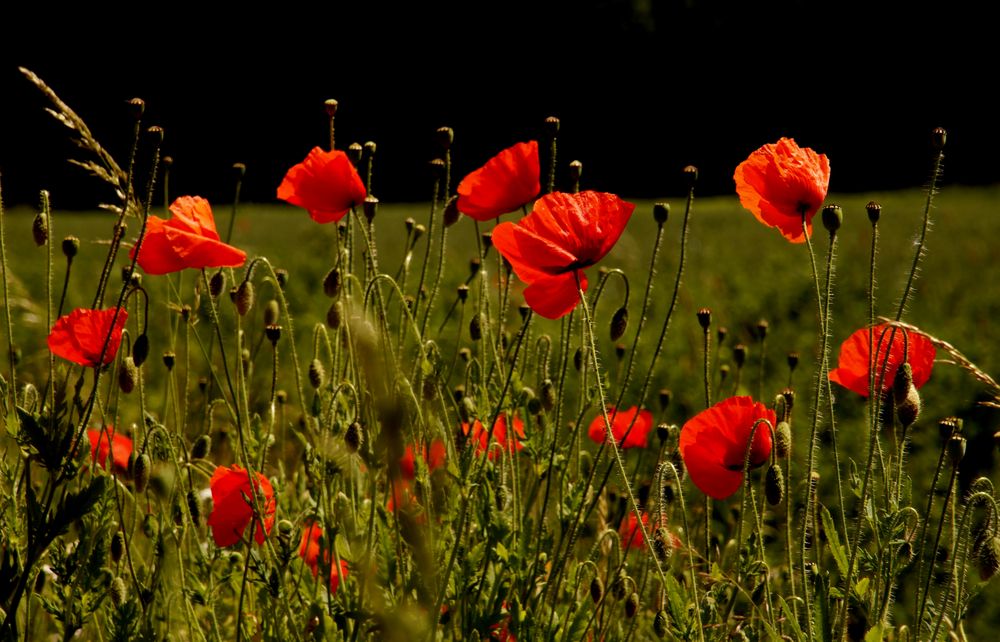 Der Mohn blüht 1