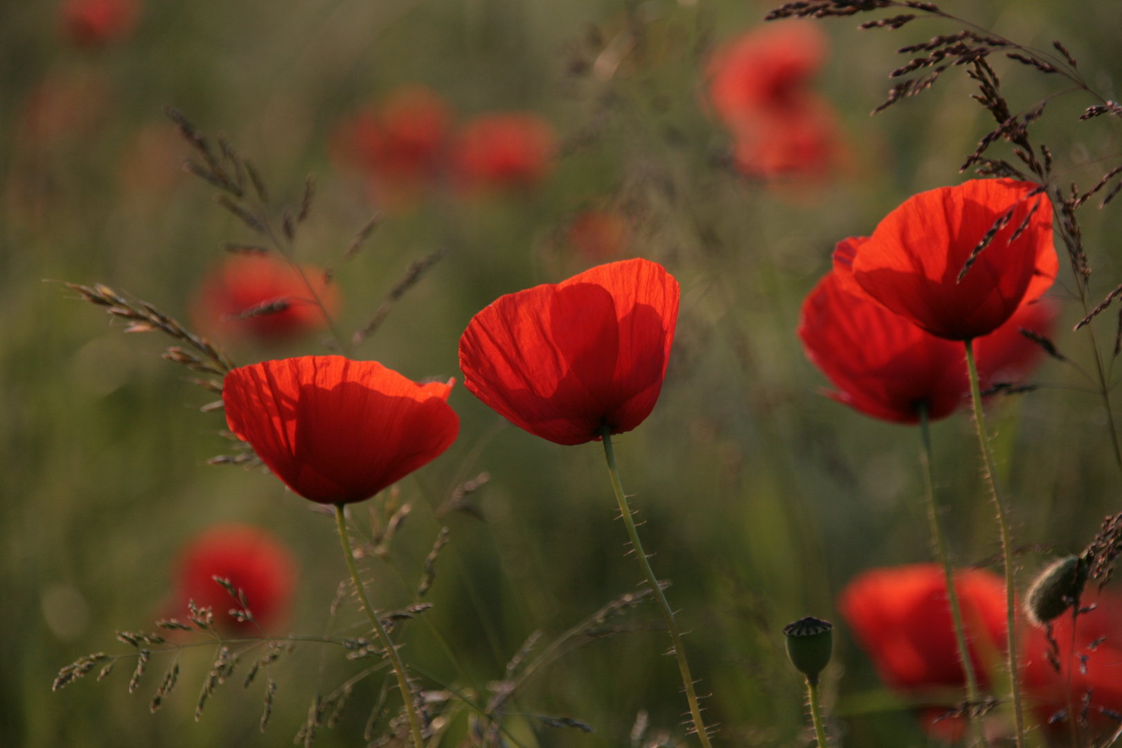 Der Mohn blüht!