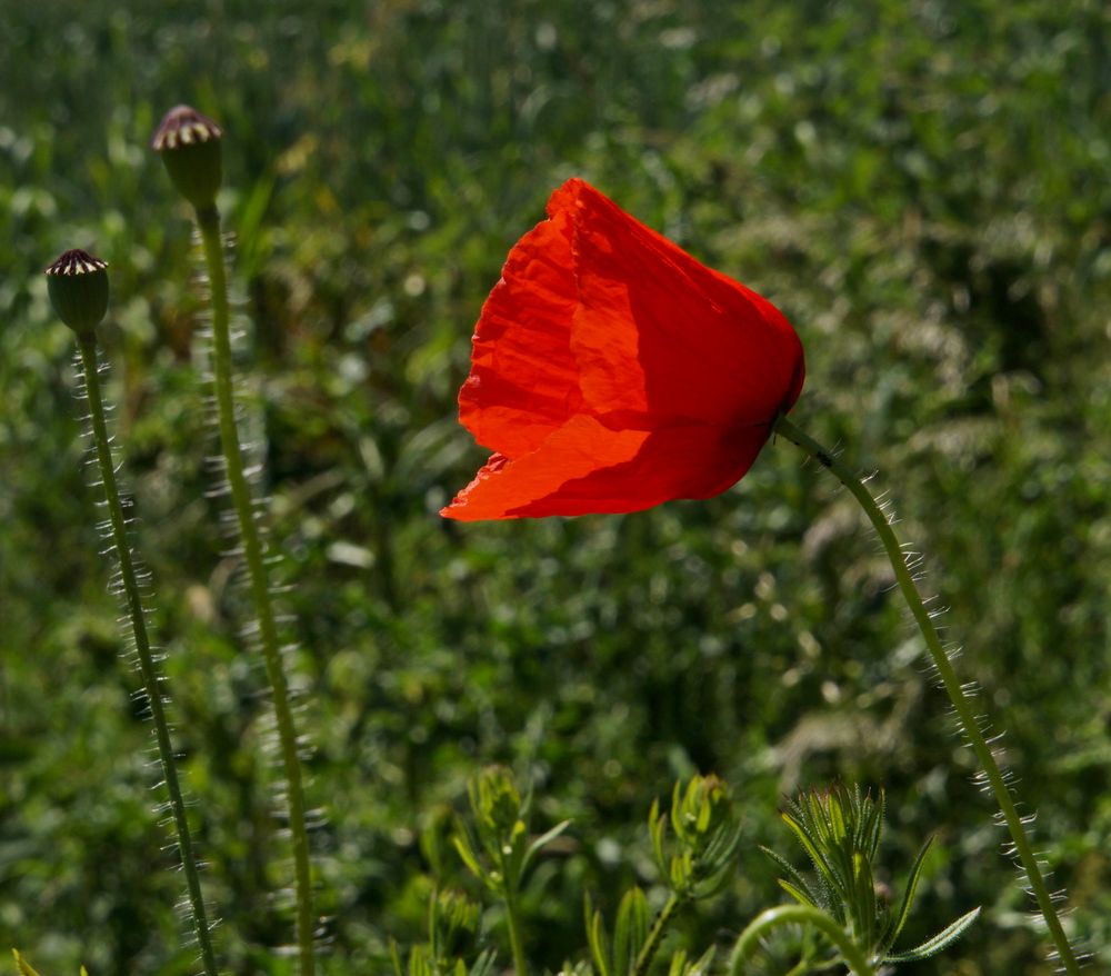 Der Mohn blüht 2