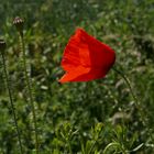 Der Mohn blüht 2