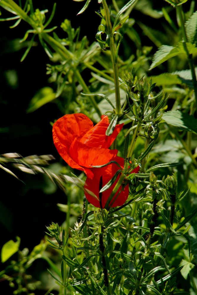 Der Mohn blüht 3