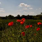 Der Mohn blüht 4