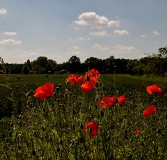 Der Mohn blüht 4