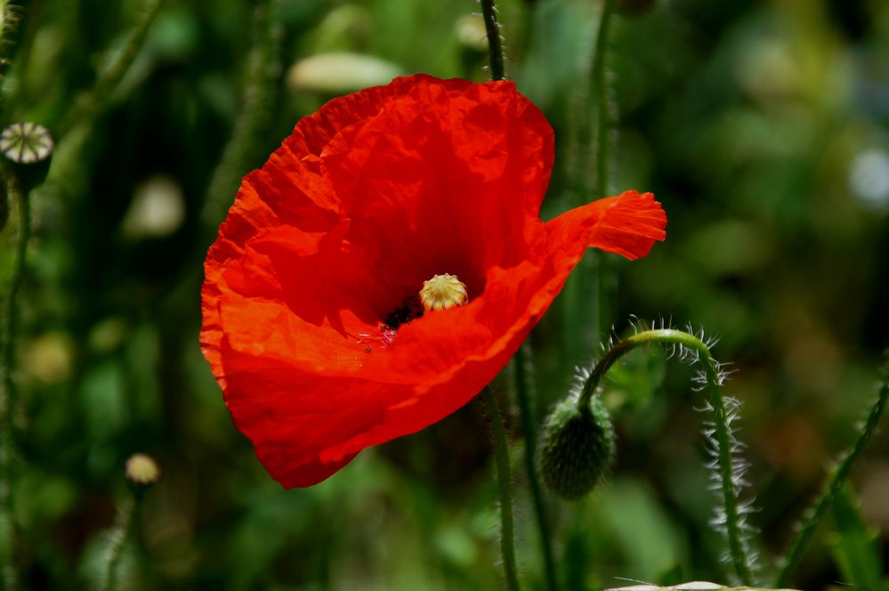 Der Mohn blüht 5