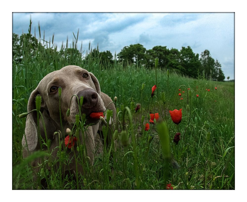 Der Mohn blüht !