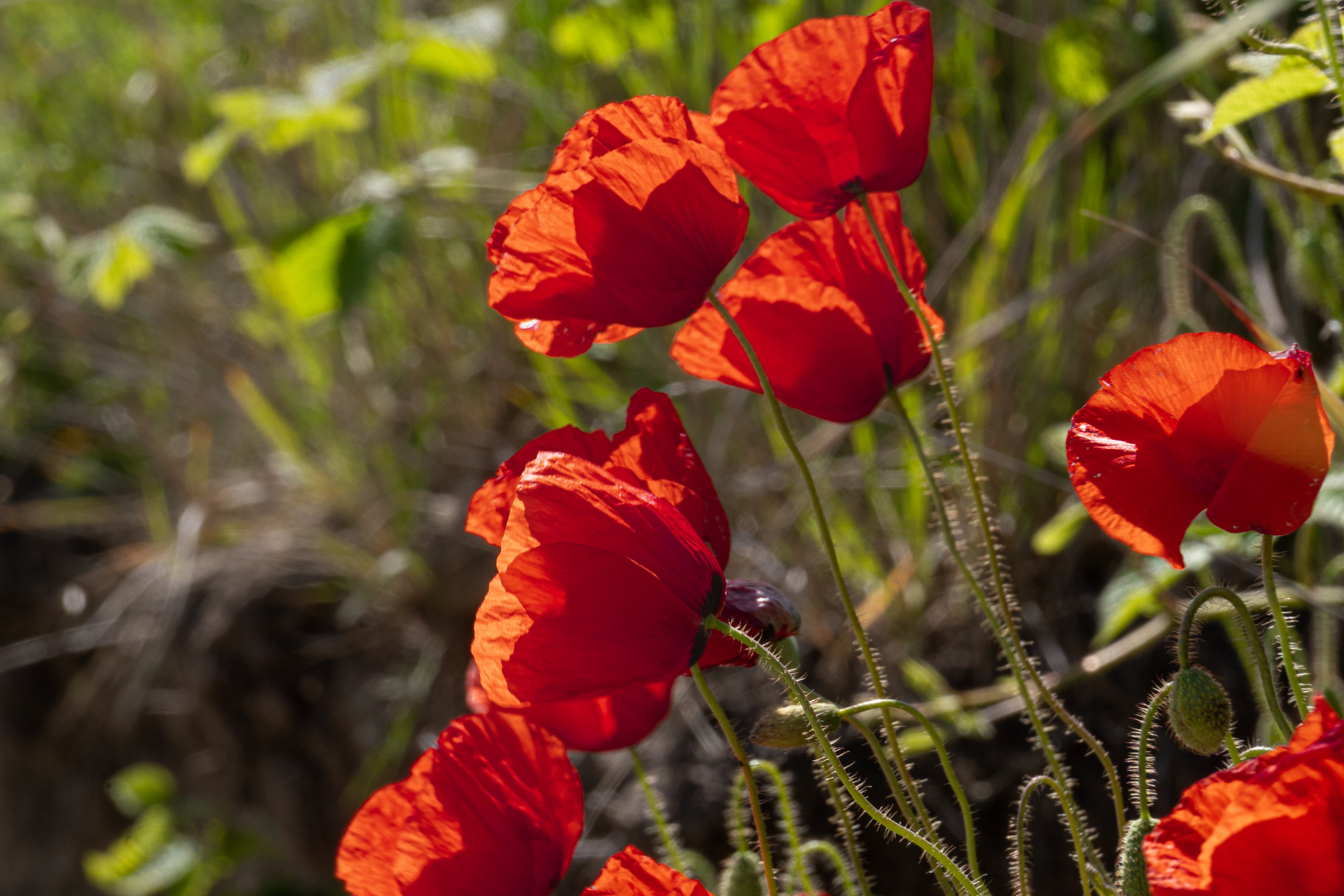 Der Mohn blüht...