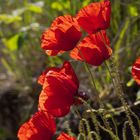 Der Mohn blüht...