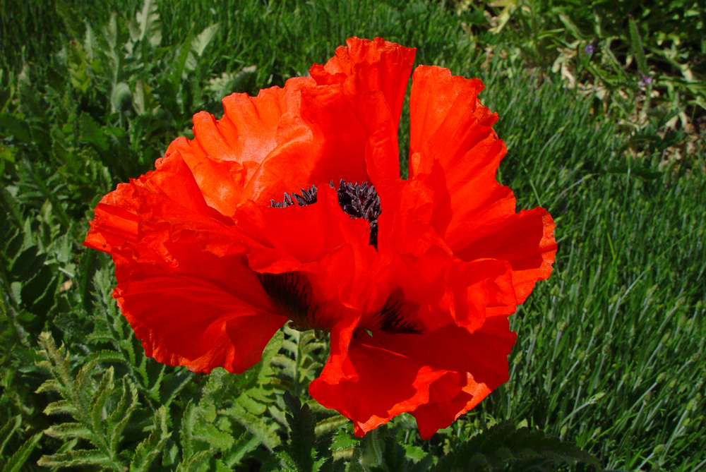 Der Mohn blüht...