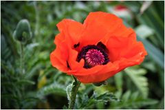 der Mohn blüht auch