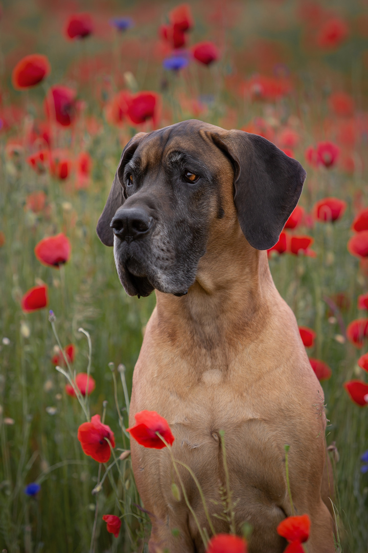 Der Mohn blüht