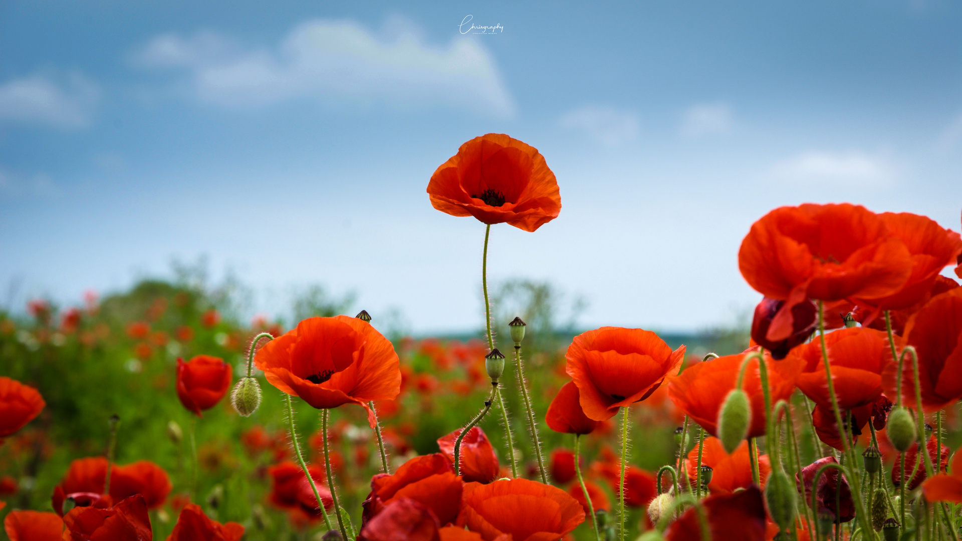 Der Mohn blüht