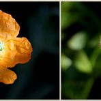 Der Mohn blüht
