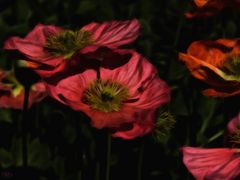 Der Mohn blüht jetzt auch...