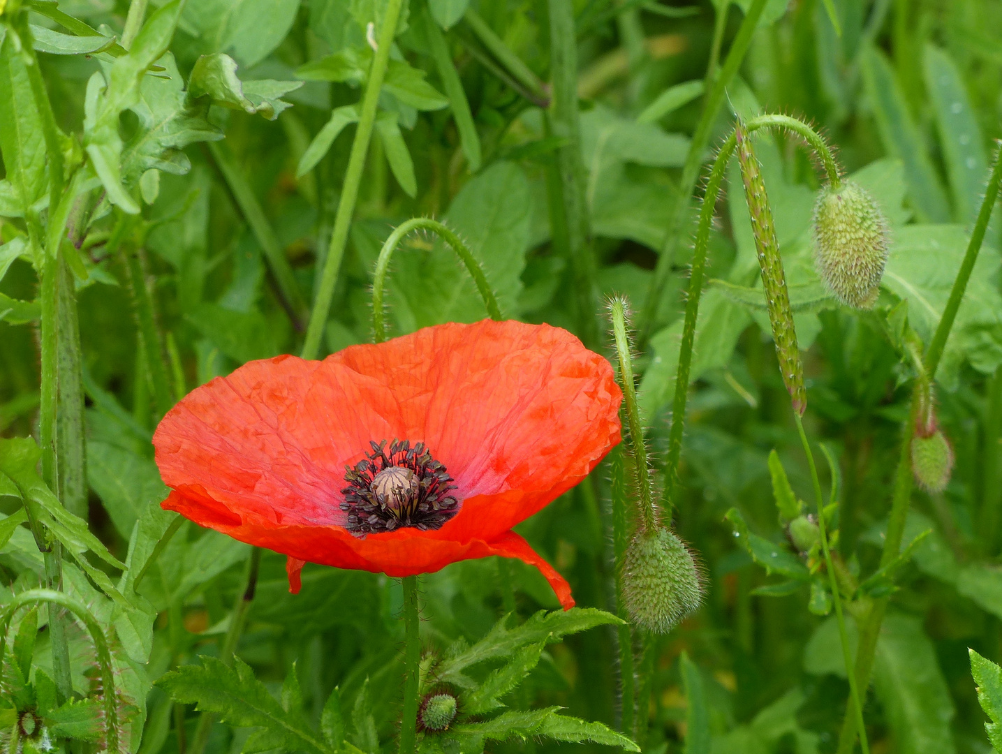 der Mohn blüht wieder