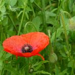 der Mohn blüht wieder