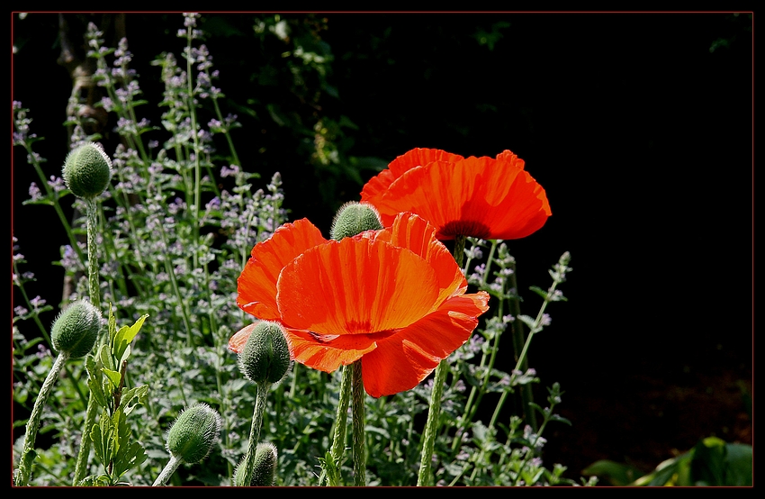 Der Mohn blüht wieder