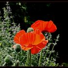 Der Mohn blüht wieder