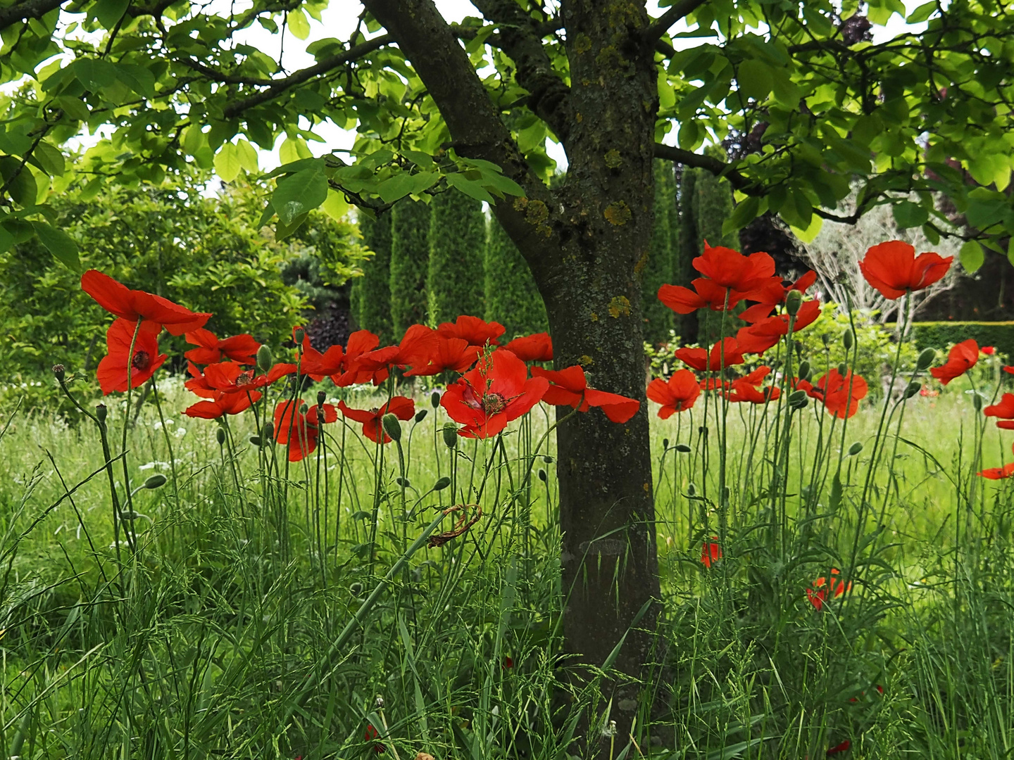 Der Mohn blüht wieder