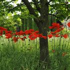 Der Mohn blüht wieder