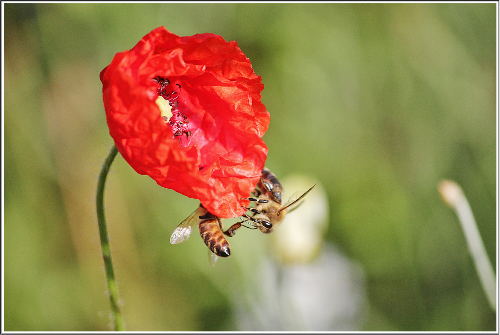 der Mohn blüht wieder