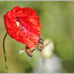 der Mohn blüht wieder