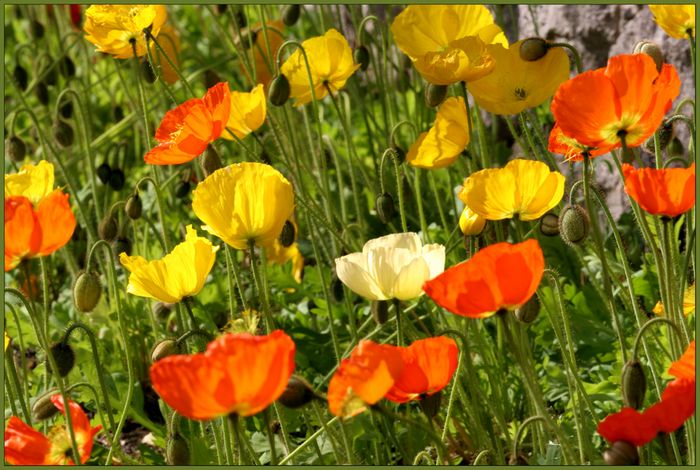 Der Mohn blüht wieder!