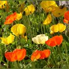 Der Mohn blüht wieder!