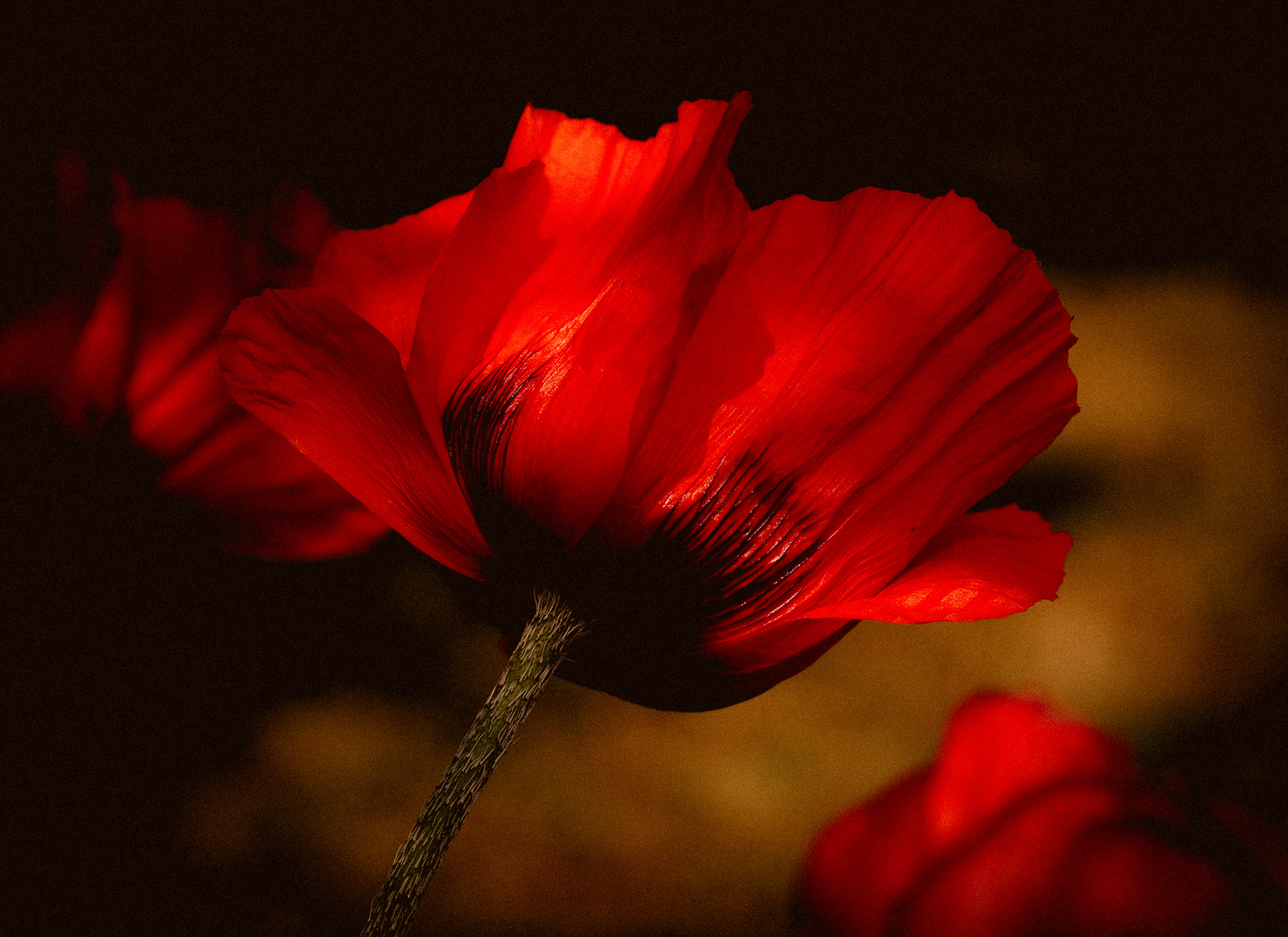 Der Mohn